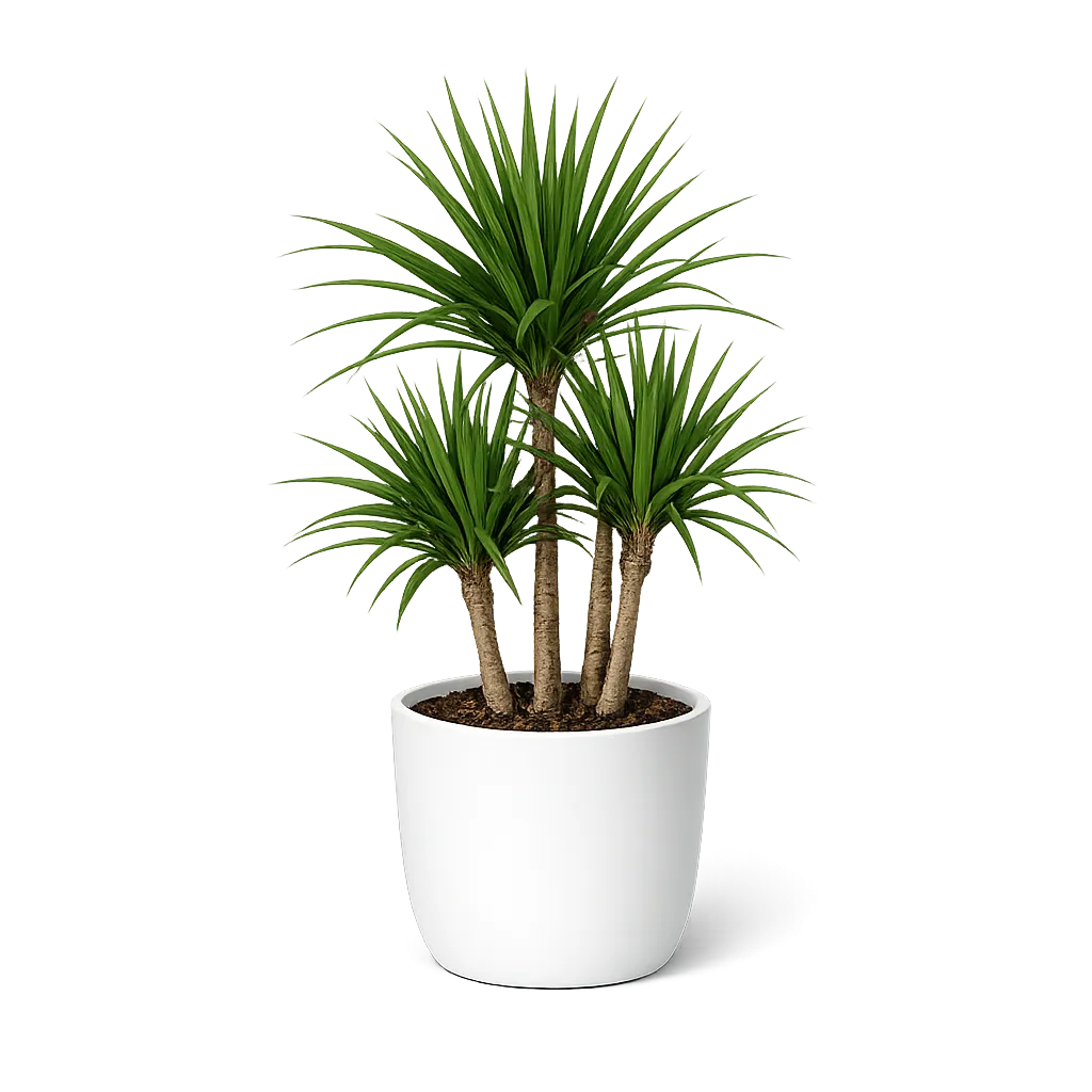 Indoor Plants