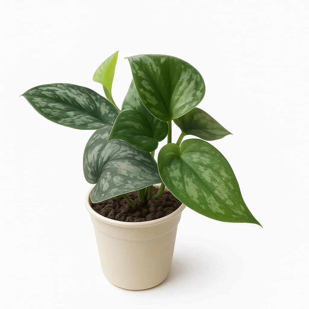 Pothos Silver