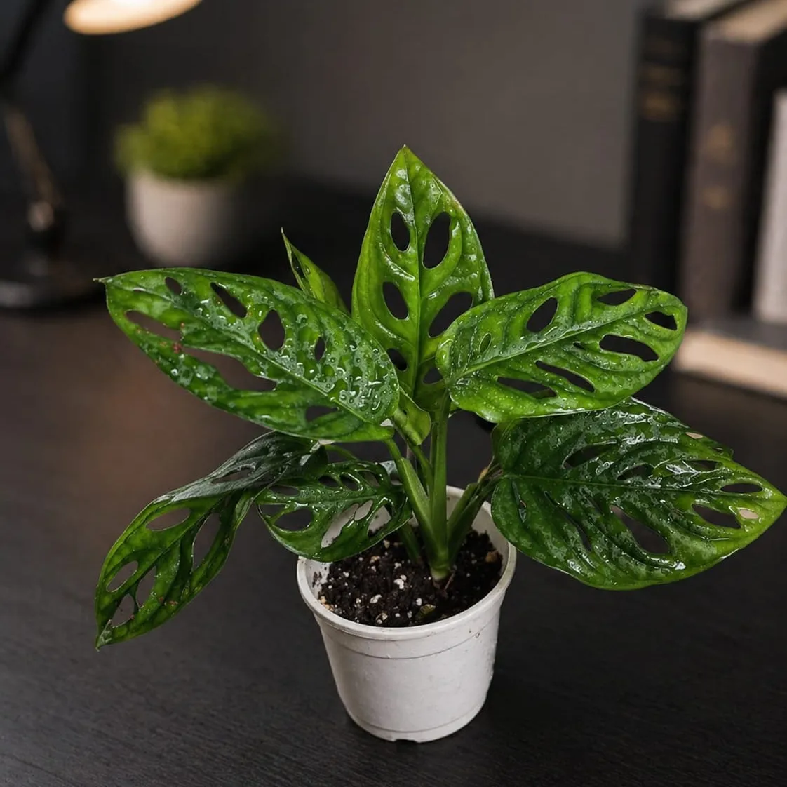 Monstera Adansoni (Broken Heart)