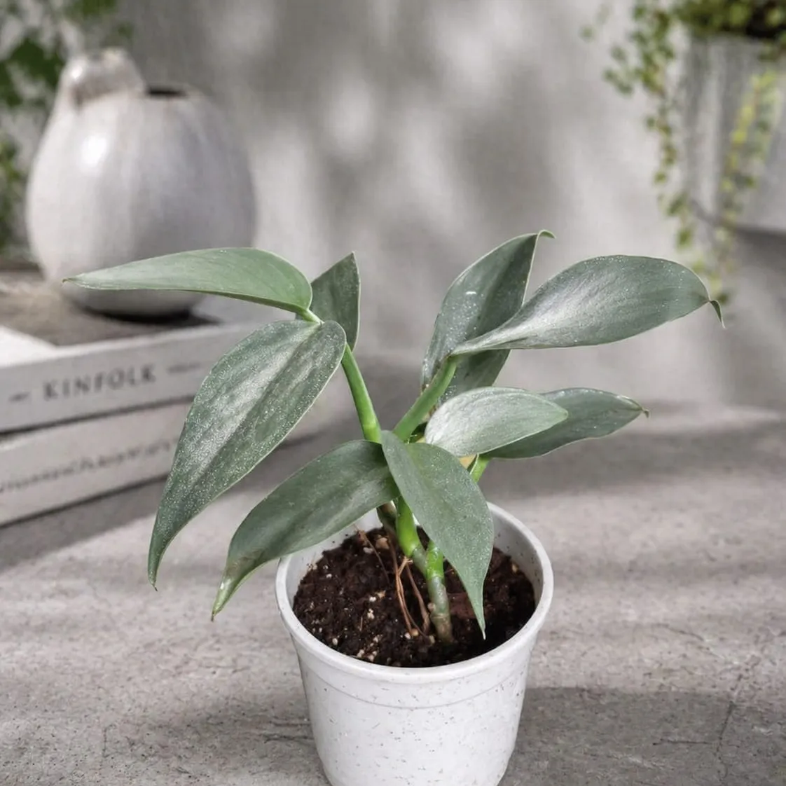 Philodendron Silver Sword Hastatum Plant