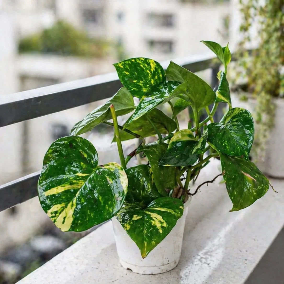 Golden Pothos (Money plant)