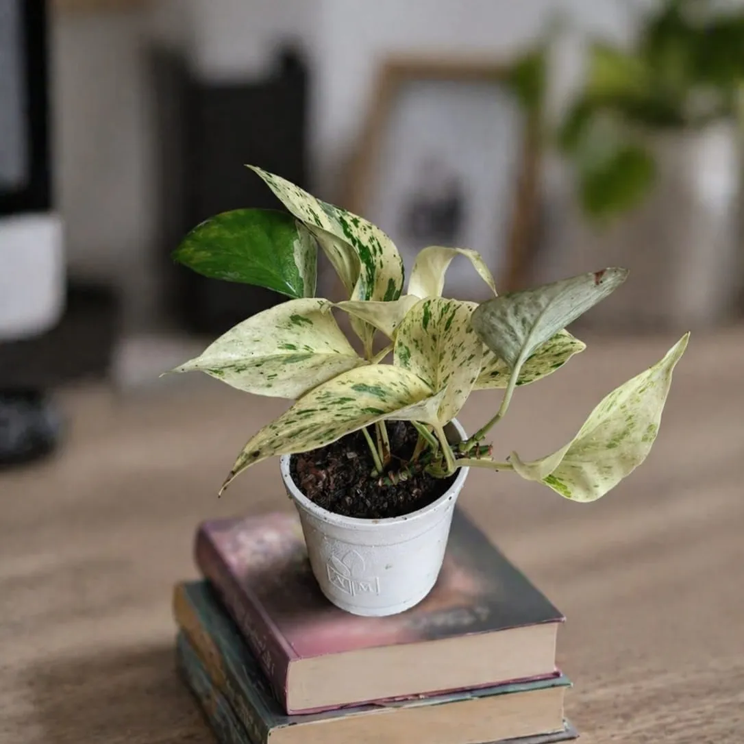 Marble Queen Pothos – Premium Indoor Live Plant