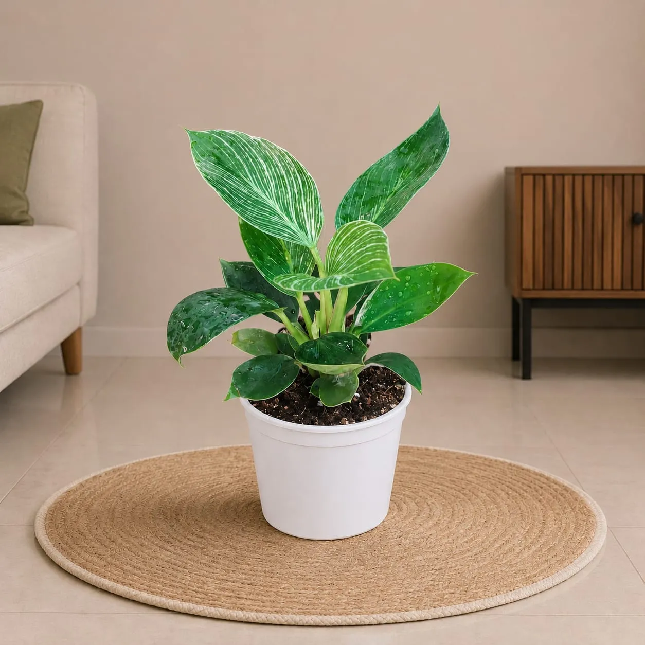 Philodendron Birkin
