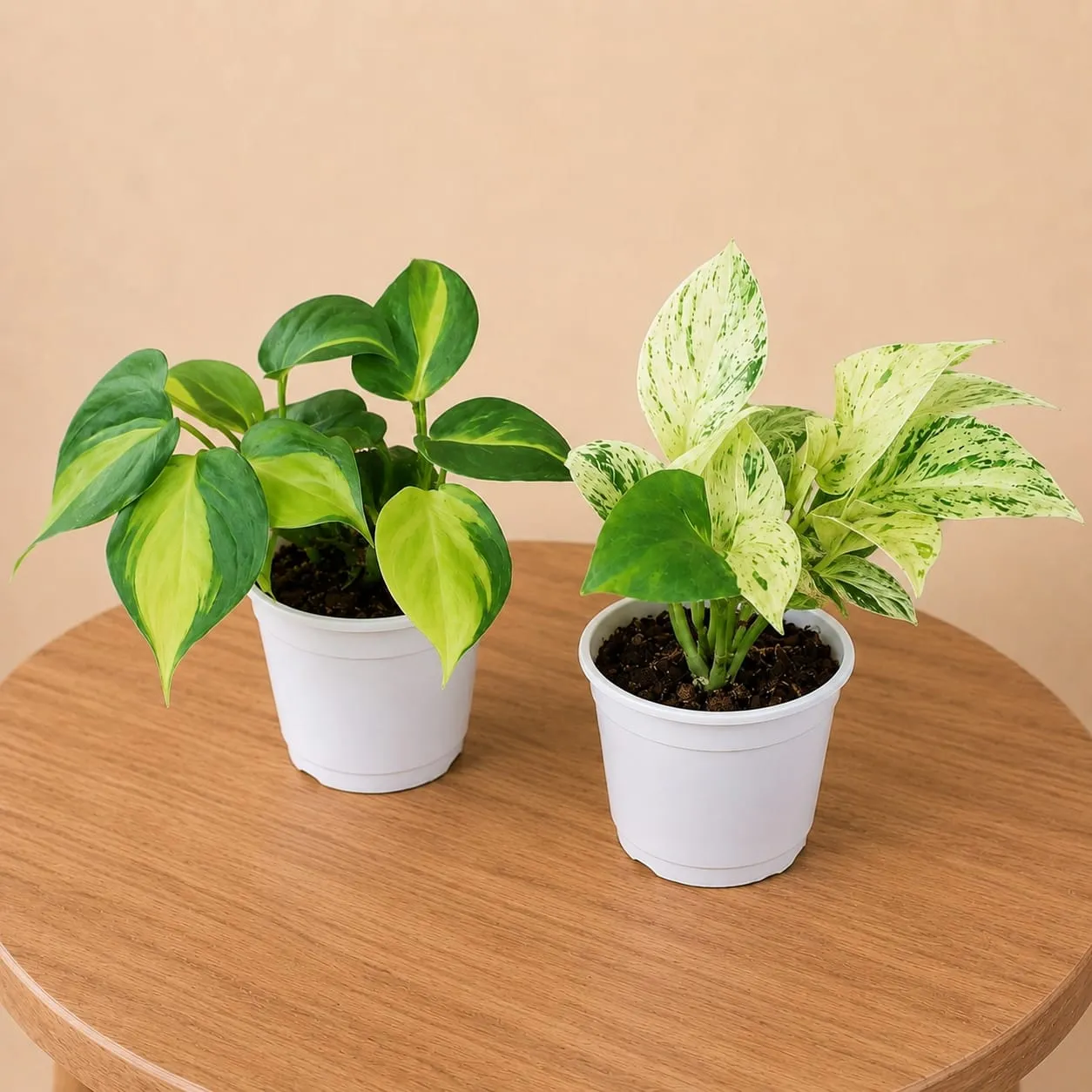 Philodendron Brasil & Marble Queen combo pack