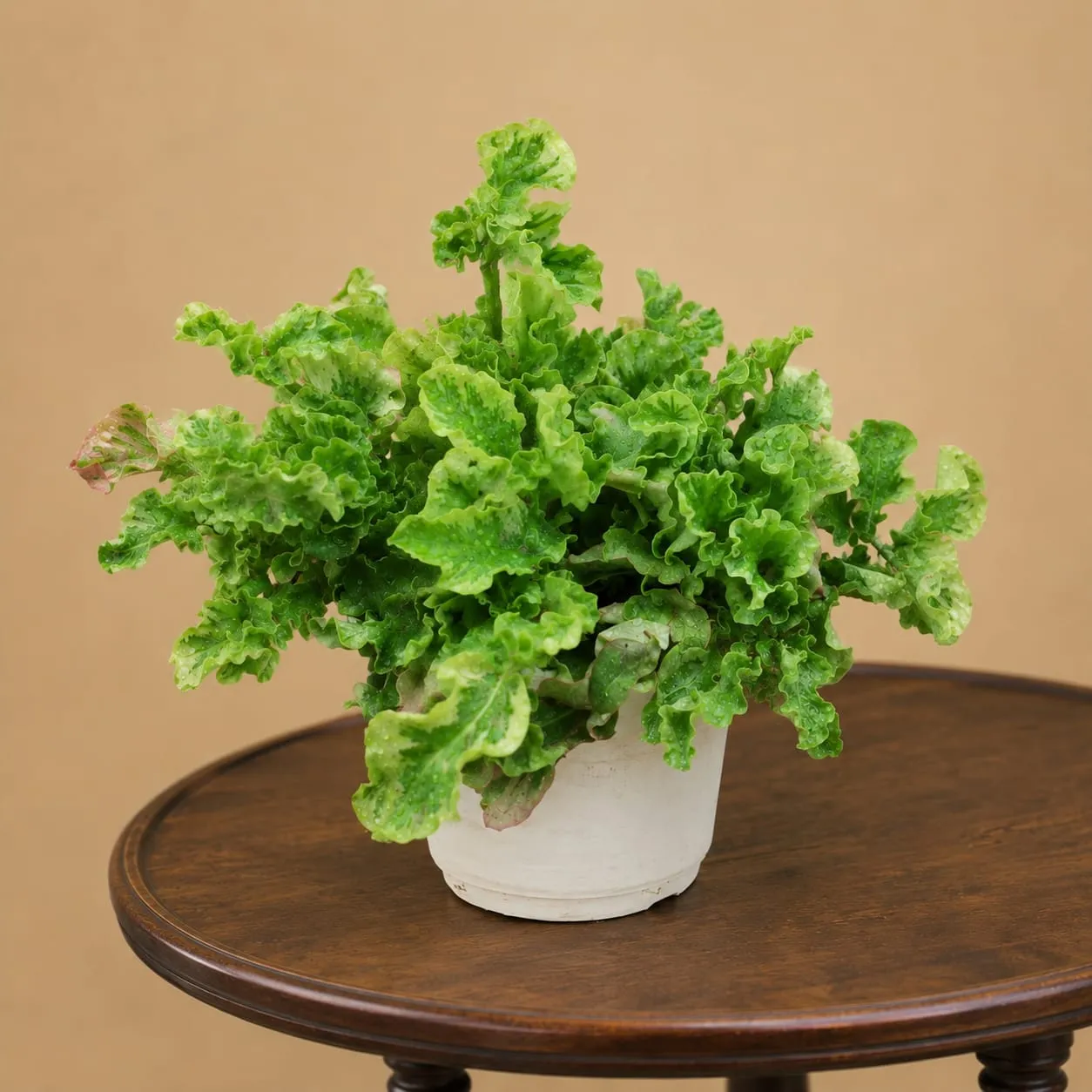Premium Curly Leaf Indoor Plants