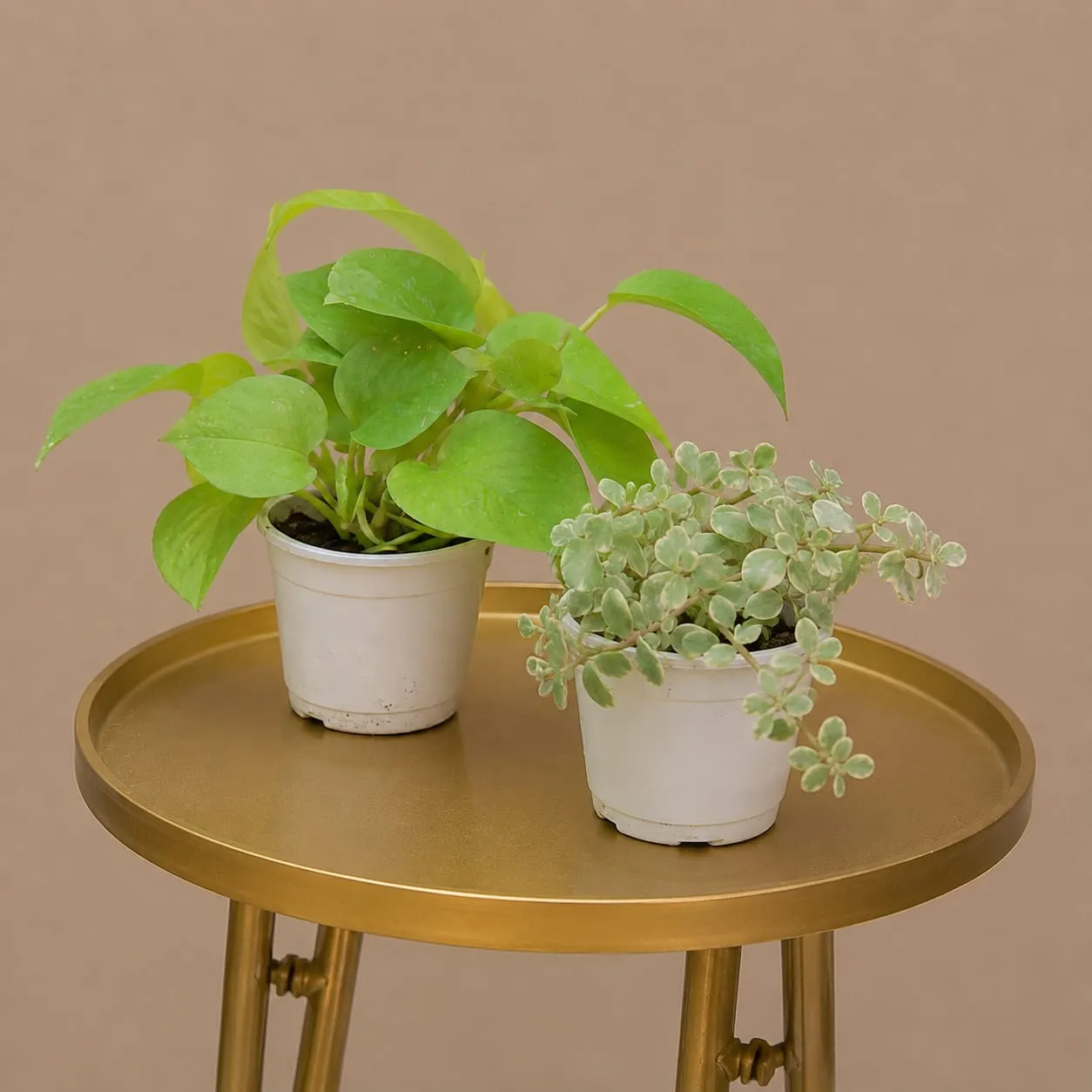 Premium Indoor plant Duo