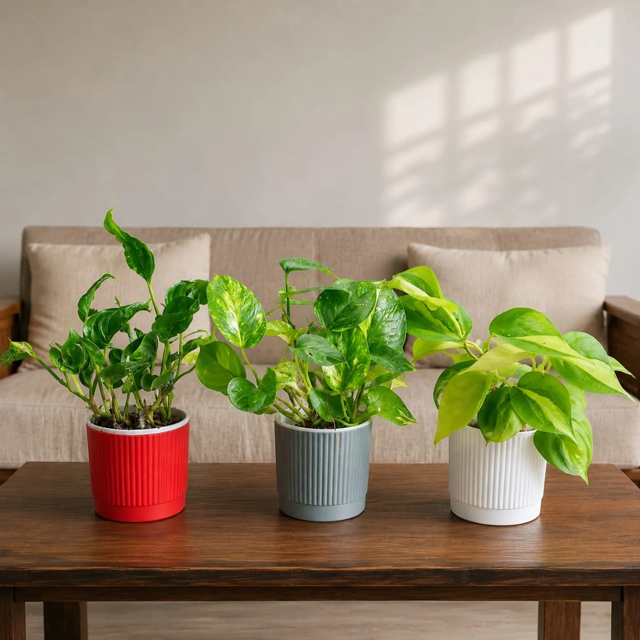 Premium indoor plant combo set